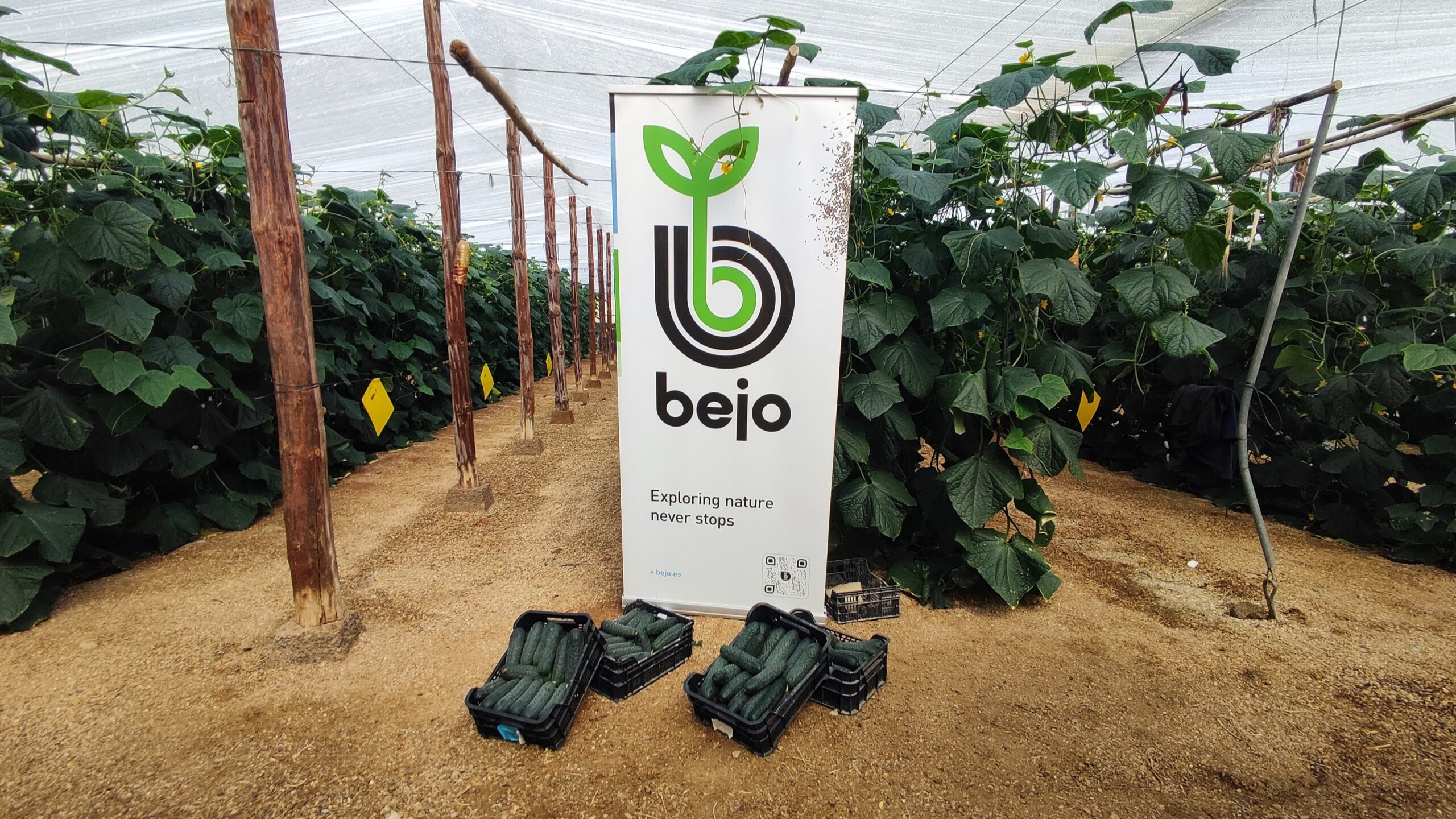 bejo pepino Albox|bejo pepino Albox lola lopez|bejo pepino Albox